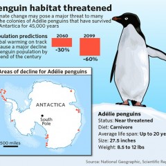 Will we lose Adelie penguins to climate change?