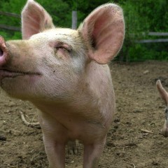 Good news for pigs! Land used for outdoor reared pigs up by 12.5% in just one year in the UK